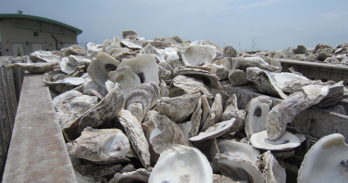 Oyster Recycling University of Maryland Center for Environmental Science